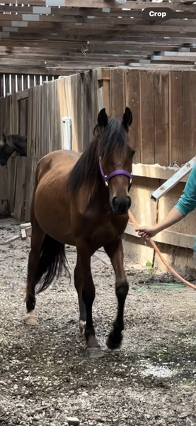 Well Bred Bay Filly 