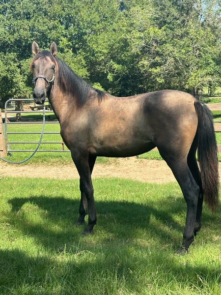 PRE chestnut Filly coming 2 yr old