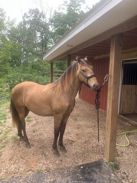 Gorgeous Desensitized Silver Buckskin 2 Yr Old  