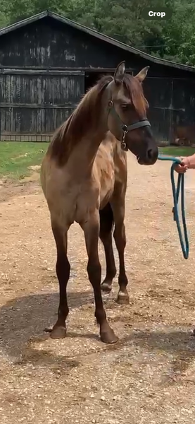 Stunning Dark Grulla Yearling 