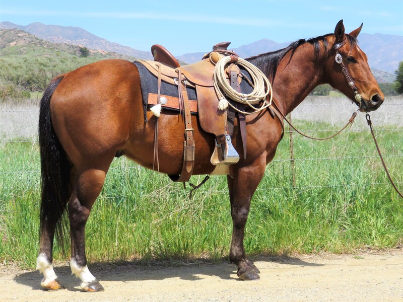 5 YEAR OLD 15 HAND BAY GELDING **VIDEO**