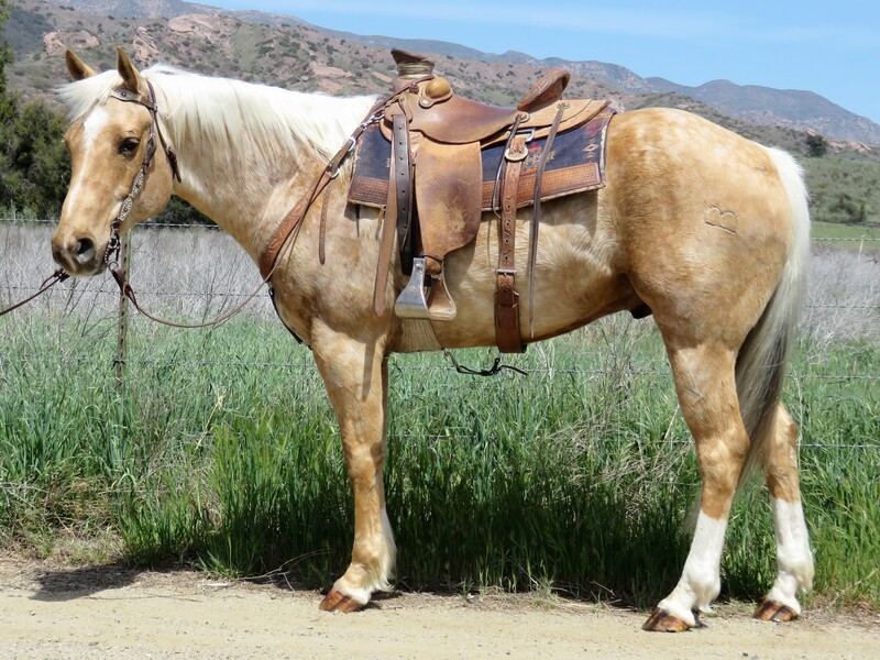 5 YEAR OLD 15.3 HAND PALOMINO GELDING