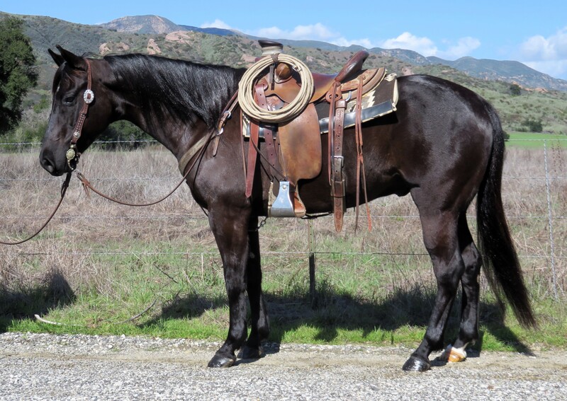 7 YEAR OLD 15+ HAND BLACK GELDING