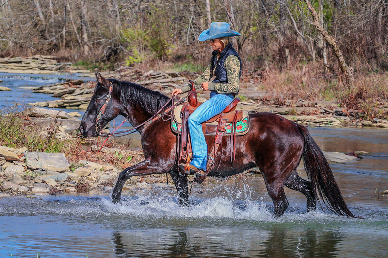 VERY WELL BROKE BLACK QUARTER PONY MARE, RANCH, TRAIL, SHOW