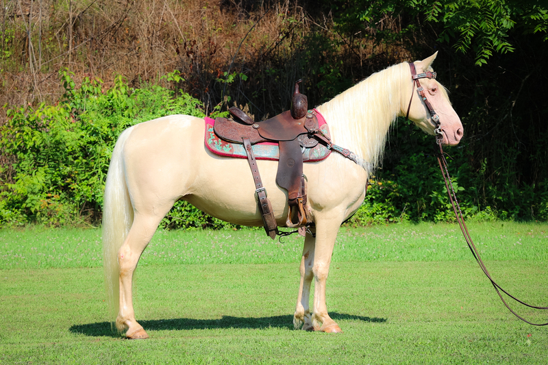 GENTLE, UNIQUE AND SMOOTH CREMELLO MISSOURI FOX TROTTER MARE, TRAFFIC SAFE AND QUIET NATURED 