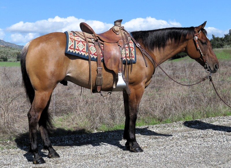 5 YEAR OLD 14.3 HAND DUNN GELDING