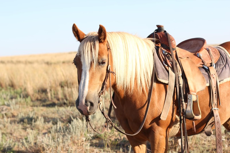 10 YEAR OLD 14 HAND  HAFLINGER  ***VIDEO***