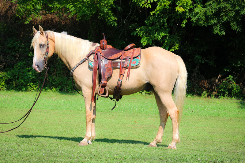 SUPER NICE NATURALLY GAITED PALOMINO KENTUCKY MOUNTAIN GELDING, SMOOTH AND BRAVE