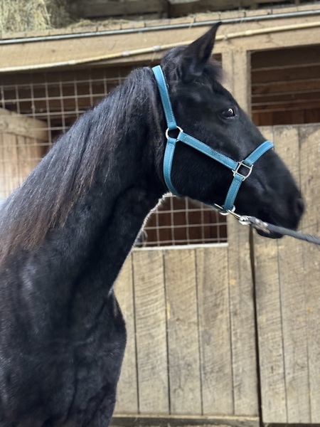 Easy Going Smooth Blue Roan Trail Horse 