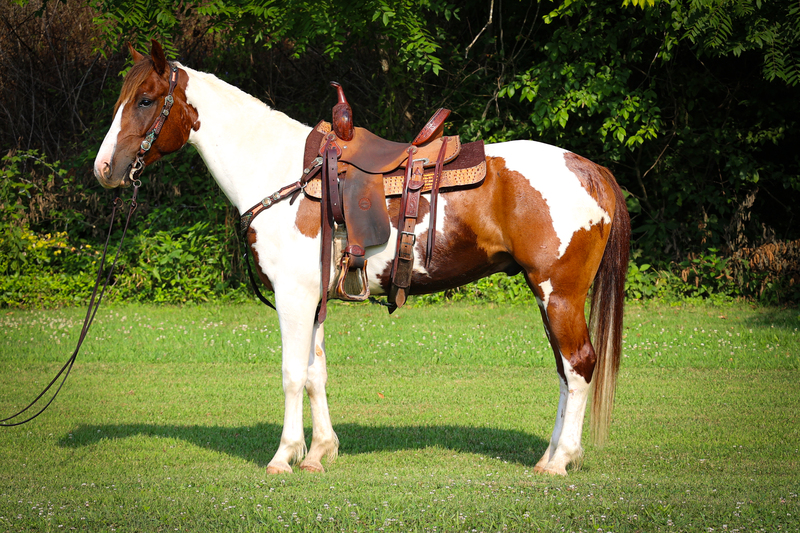 VERY BROKE FLASHY SORREL & WHITE TOBIANO PAINT GELDING, EASY TO RIDE, CIVILIZED, AND WELL BROKE