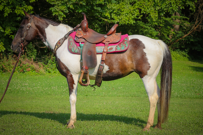 SUPER GENTLE FAMILY FRIENDLY BLACK AND WHITE PAINT MARE, ANYONE CAN RIDE, SHOWN