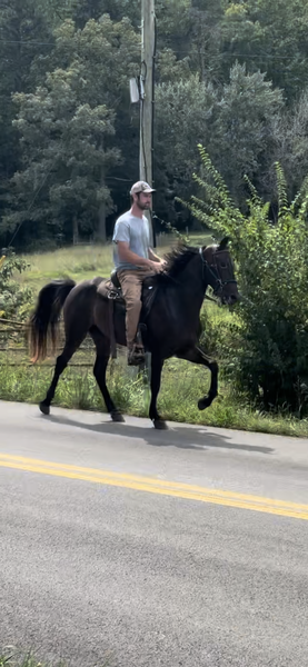 14.3 Easy To Ride Trail Horse 