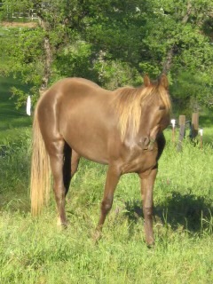 Beautiful Sweet Chocolate Mare 