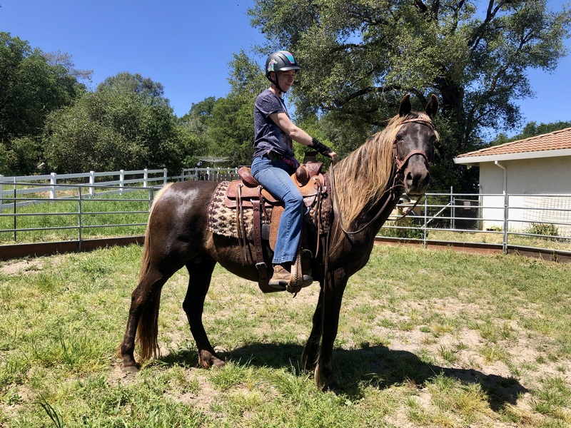 Sweet Easy To Ride Chocolate Mare 