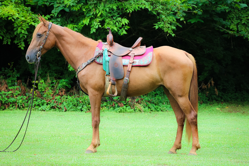 SMOOTH EASY TO RIDE SORREL MISSOURI FOX TROTTER MARE, TRAFFIC AND TRAIL SAFE