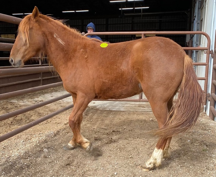 5514 Fancy Sorrel Young Mustang Mare APPROX 3YO For Sale in Goodhue ...