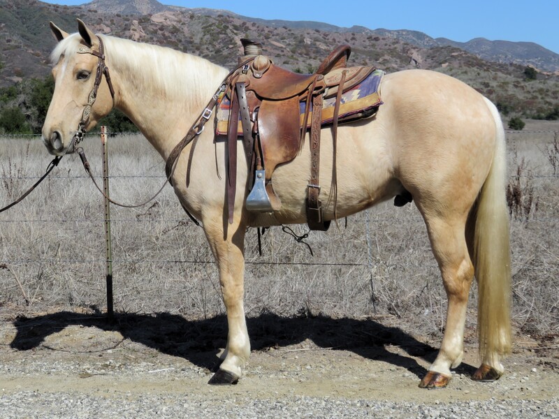 6 YEAR OLD 14.2 HAND PALOMINO QUARTER PONY CROSS  +++VIDEO+++