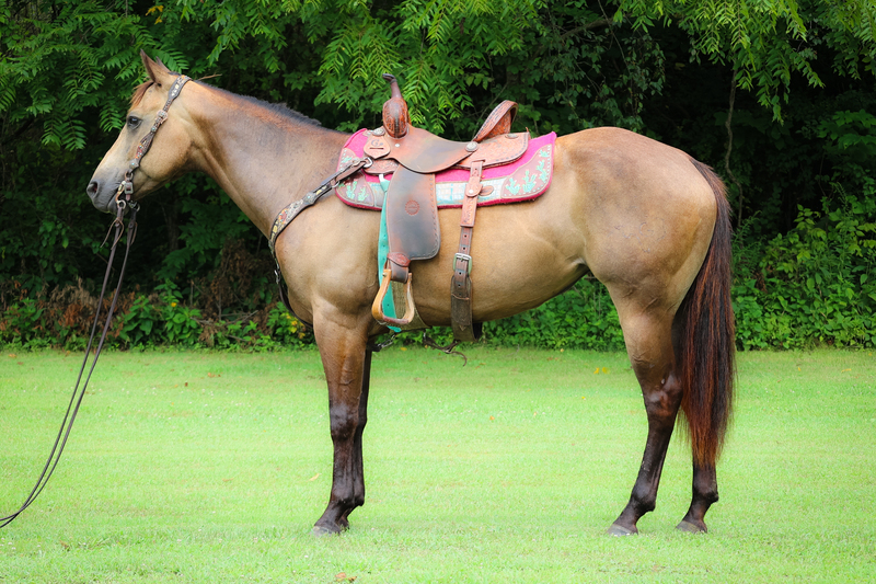 GENTLE EAGER TO PLEASE REGISTERED AQHA BUCKSKIN MARE, TRAIL RIDES 