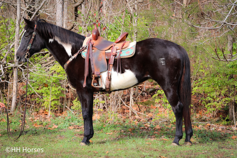 FLASHY AND FUN TO RIDE BLACK AND WHITE OVERO PAINT MARE, RANCH, TRAIL RIDE 