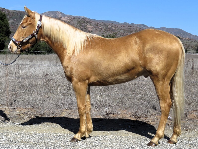 2 YEAR OLD WELL BRED PALOMINO GELDING