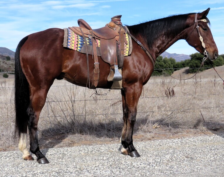 7 Year Old Double Registered AQHA/AQHA Bay Gelding