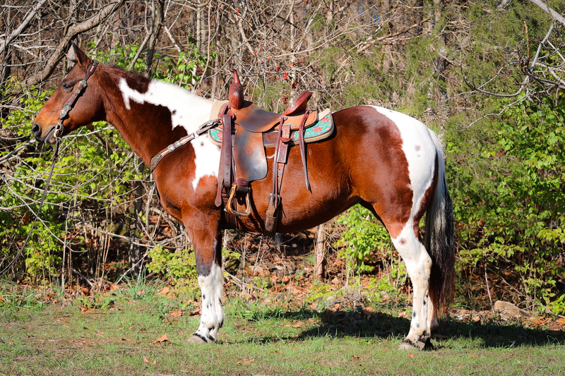 BEGINNER, FAMILY, AND YOUTH SAFE BAY AND WHITE TOBIANO PAINT MARE, ANYONE CAN RIDE, EXTRA GENTLE 