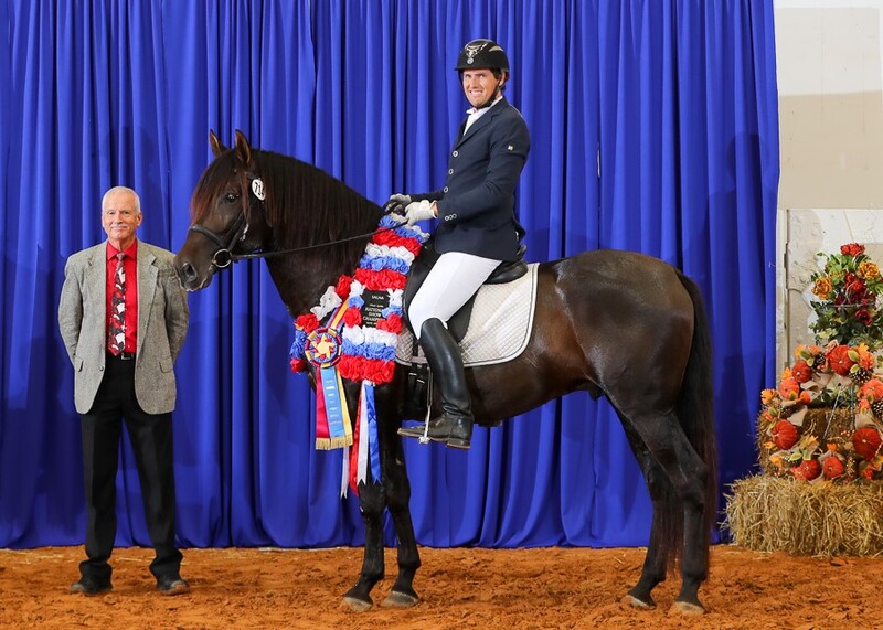 Apostol MEX, 3rd level dressage, 5X National Champion 3rd Level Dressage