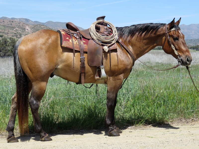 11 YEAR OLD 15+ HAND DUNN ROAN GELDING **VIDEO**