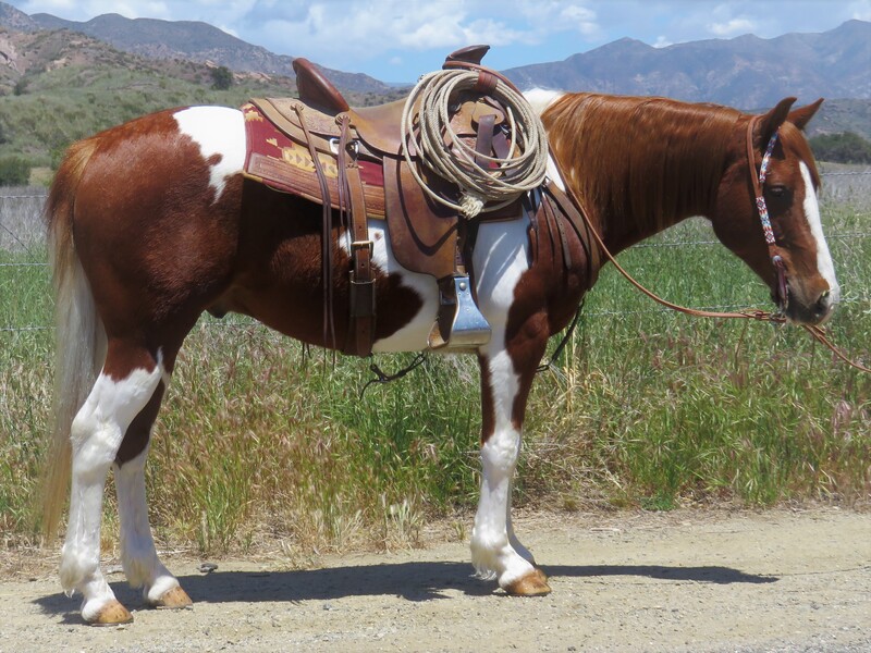 8 YEAR 14 HAND SORREL PAINT GELDING