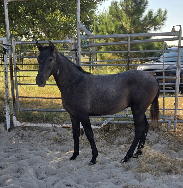 Milagro RDL, PRE gray Colt 2024