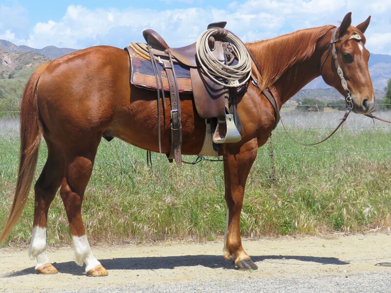 5 YEAR OLD 15 HAND SORREL GELDING