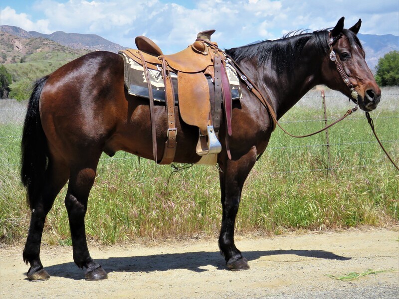 8 YEAR OLD 15.1 HAND BAY GELDING