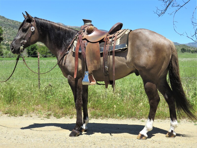 6 YEAR OLD 14.3 GRULLA GELDING