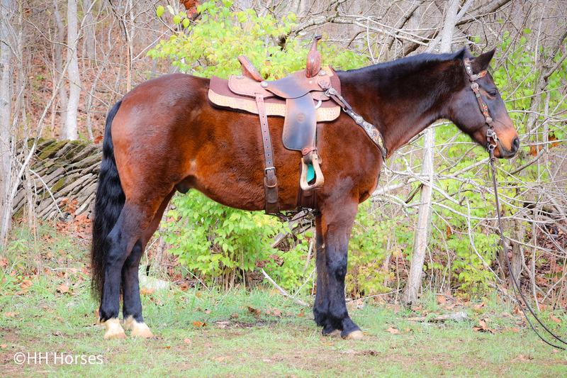 SUPER GENTLE SAFE REGISTERED INBERIAN WARMBLOOD GELDING, SAFE, HONEST, AND WELL TRAINED 