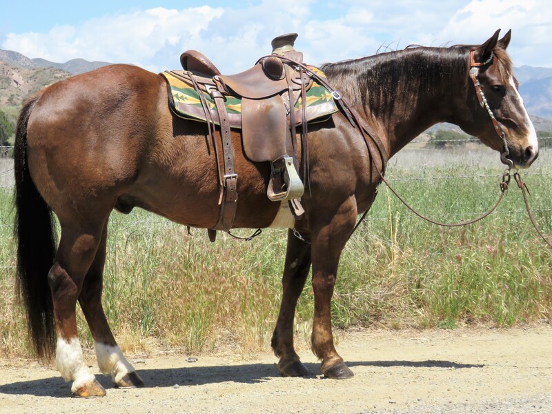 9 YEAR OLD 15 HAND CHESNUT GELDING