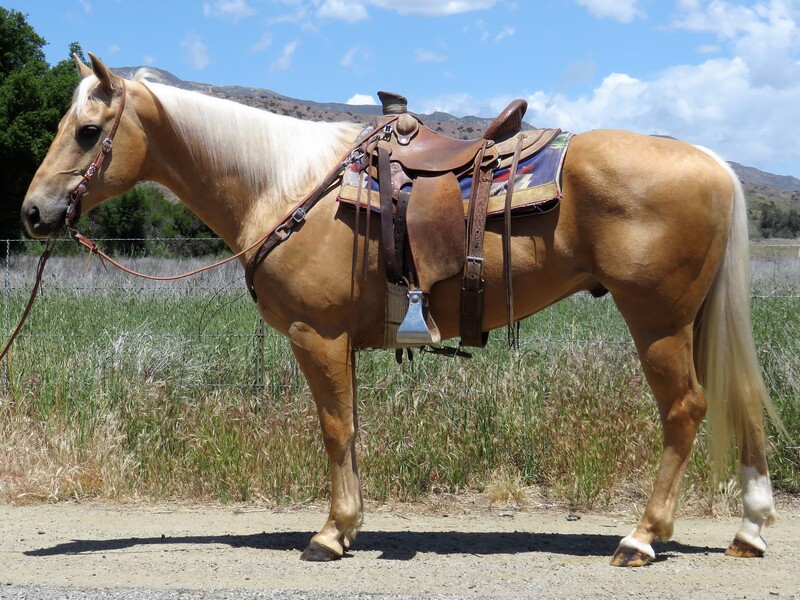 7 YEAR OLD 15.1 HAND PALOMINO GELDING