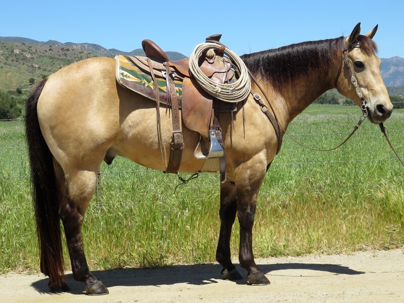 8 YEAR OLD 15+ HAND BUCKSKIN