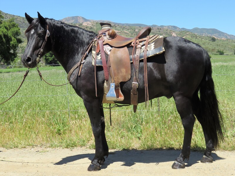 14 YEAR OLD BLACK QUARTER PONY