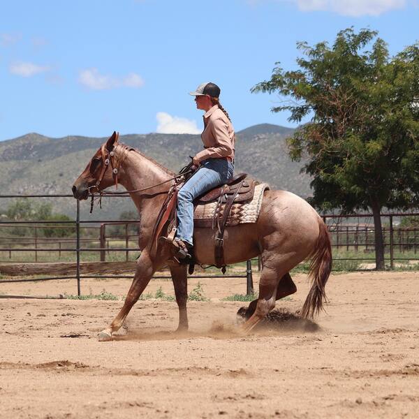  2019 AQHA Red Roan Mare by METALLIC MALICE