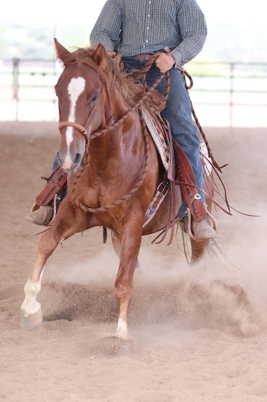 2021 AQHA Gelding