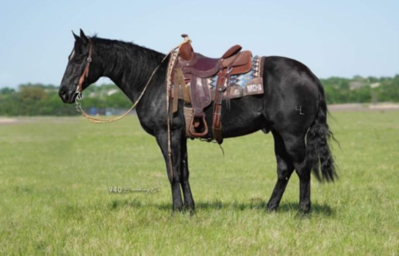 13 YEAR OLD 14.3+ HAND BLACK GELDING ***VIDEO***