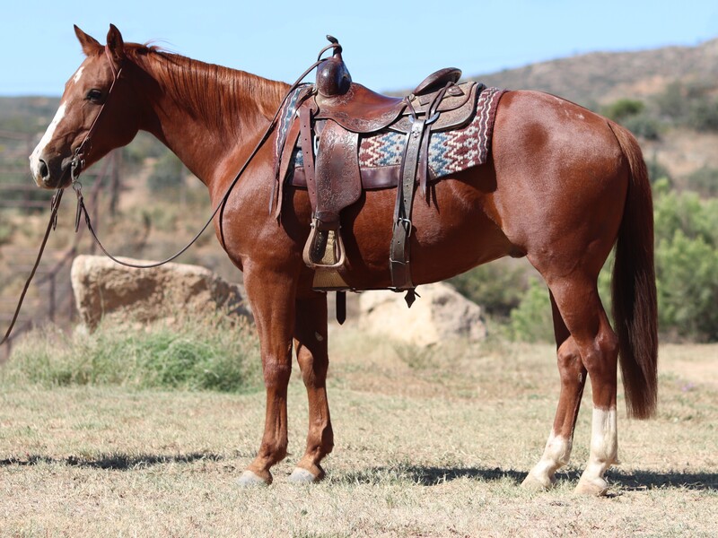 8 Year Old 14.3 Hand AQHA Gelding by REY DUAL