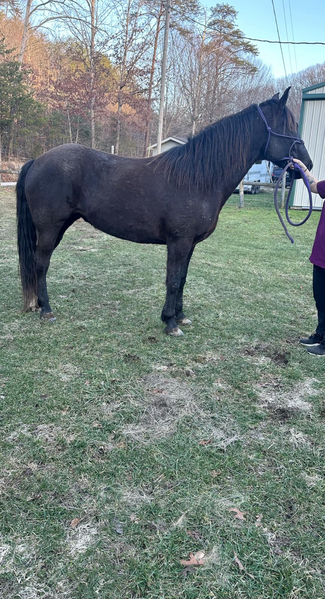 15.1 Sweet Smokey Black Experienced Trail Horse 