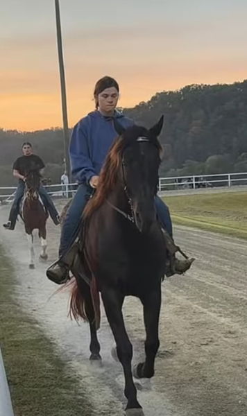 15.1 Sweet Smokey Black Experienced Trail Horse 