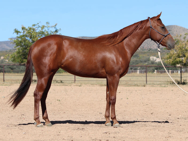 2021 AQHA Reining/Show/Performance Prospect