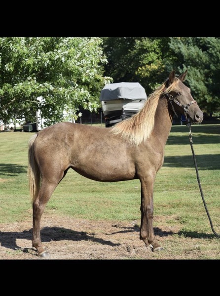 14.3 Stunning Chocolate Filly 