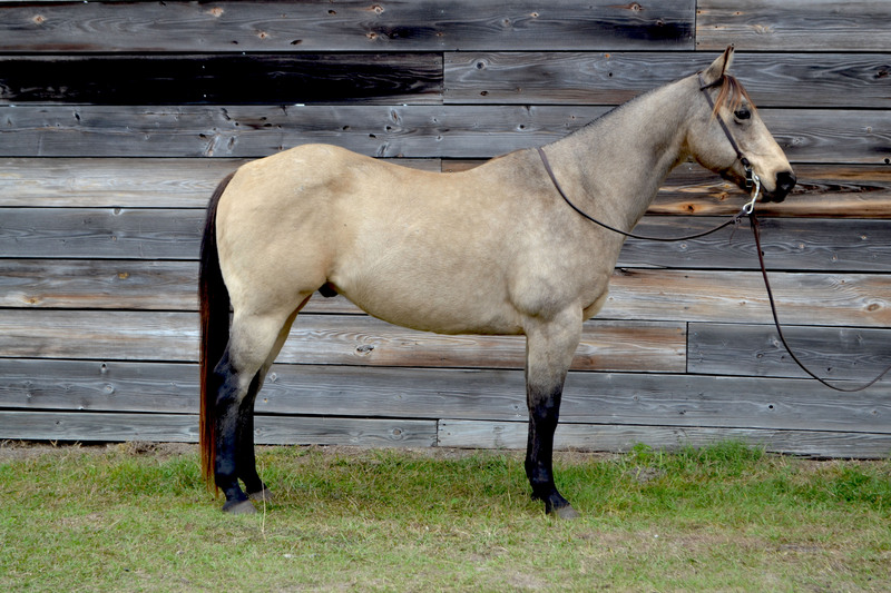 buckskin horse images