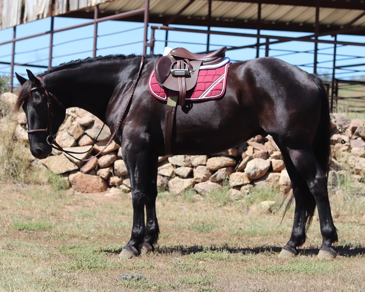 11 Year Old 16.1 Hand Friesian Cross Gelding