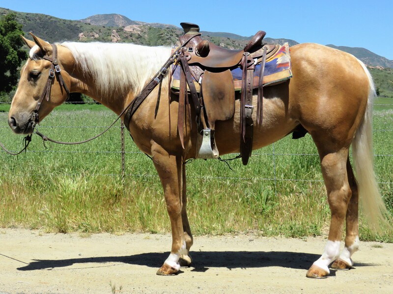  4 YEAR OLD  15.1 HAND PALOMINO GELDING