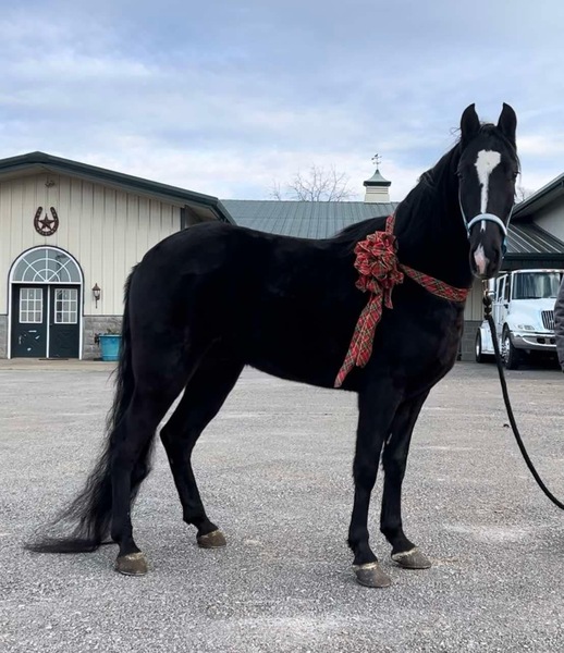 15.2 Easy To Ride Trail Horse 